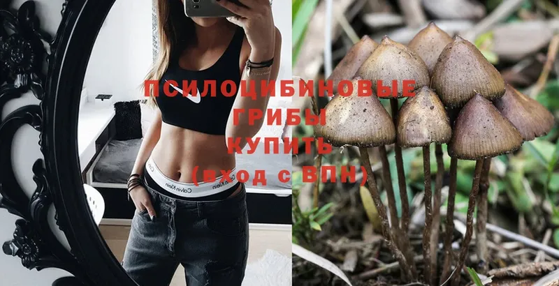 shop какой сайт  даркнет сайт  Беслан  Псилоцибиновые грибы Psilocybine cubensis 